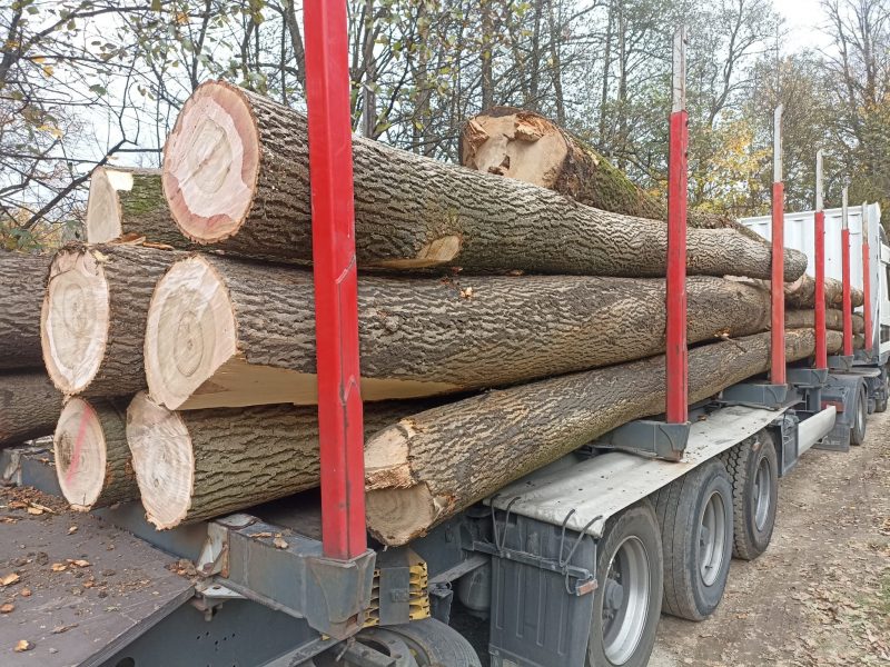 DREWNO JESIONOWE OKRĄGŁE W KORZE