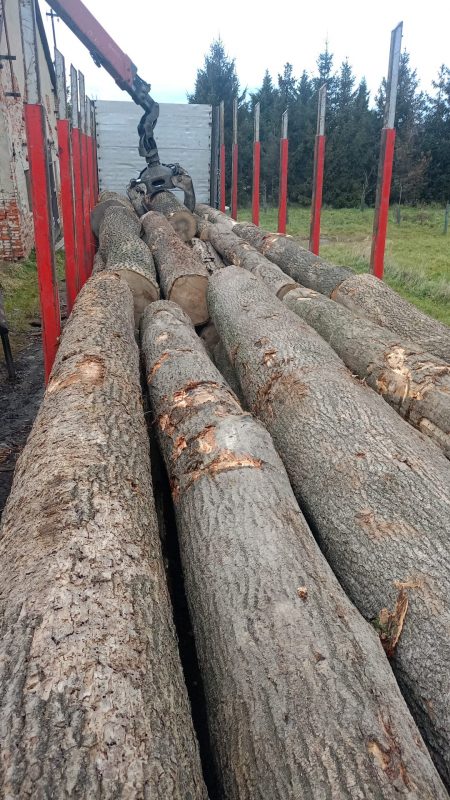 DREWNO JESIONOWE OKRĄGŁE W KORZE