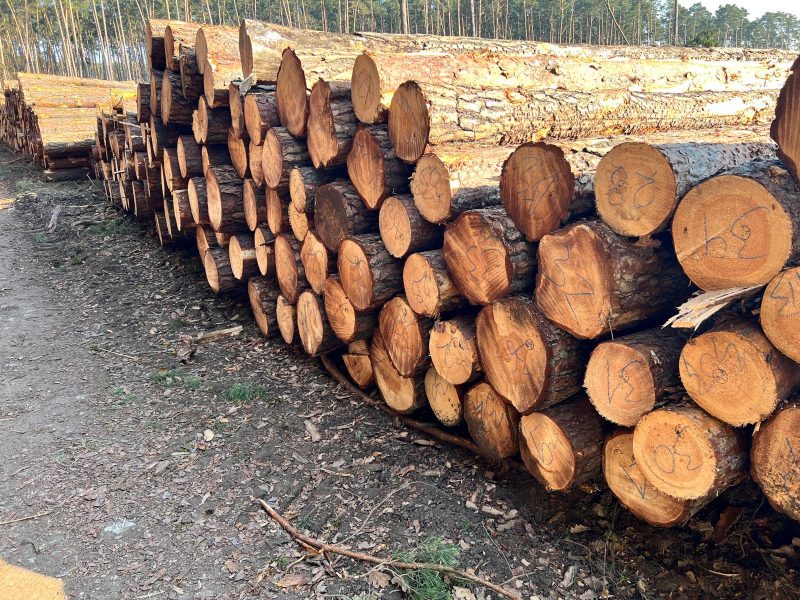 DREWNO SOSNOWE OKRĄGŁE W KORZE