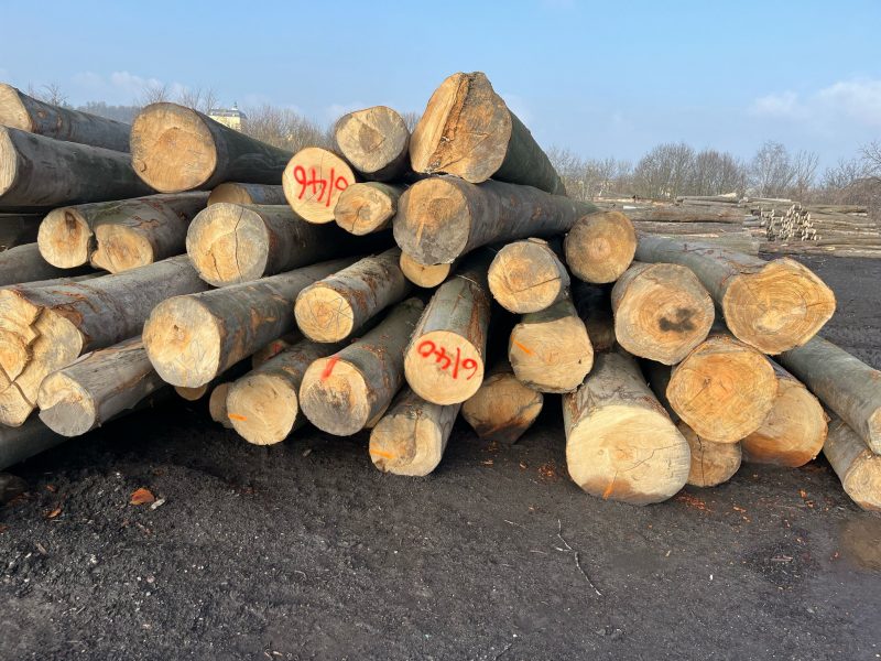 DREWNO BUKOWE OKRĄGŁE W KORZE