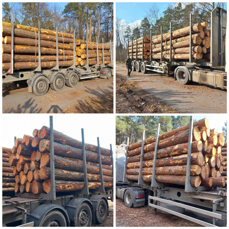 DREWNO SOSNOWE OKRĄGŁE W KORZE