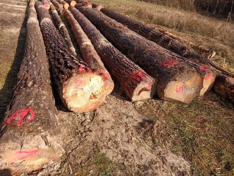DREWNO SOSNOWE OKRĄGŁE W KORZE