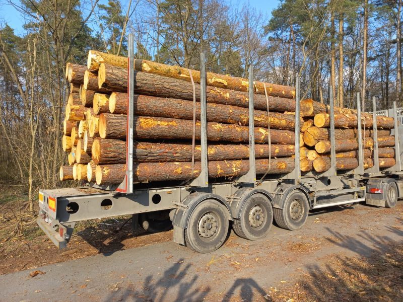 DREWNO SOSNOWE OKRĄGŁE W KORZE