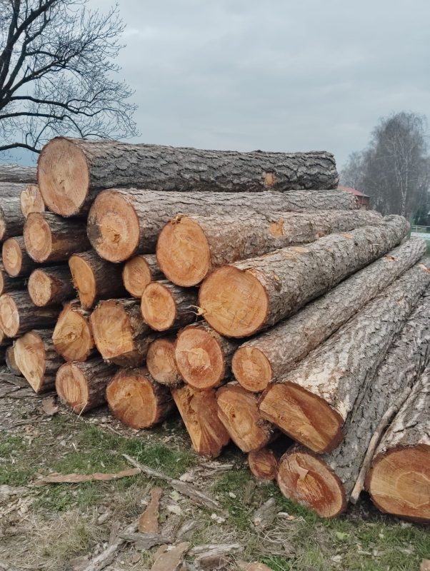 DREWNO SOSNOWE OKRĄGŁE W KORZE 