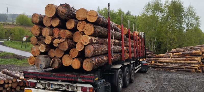 DREWNO SOSNOWE OKRĄGŁE W KORZE