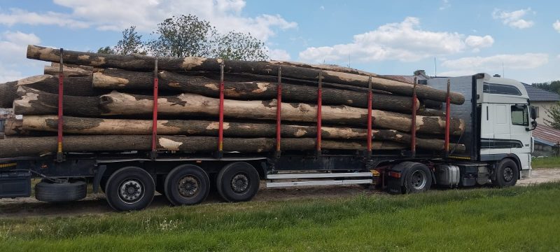 DREWNO JESIONOWE OKRĄGŁE W KORZE 