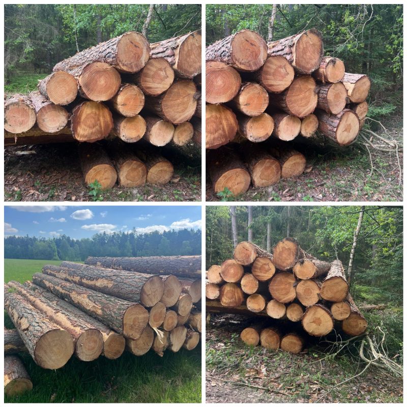DREWNO SOSNOWE OKRĄGŁE W KORZE