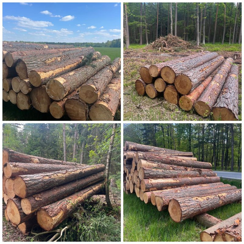 DREWNO SOSNOWE OKRĄGŁE W KORZE 