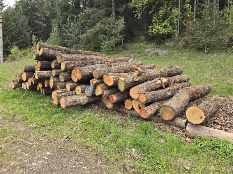 DREWNO DĘBOWE OKRĄGŁE W KORZE 