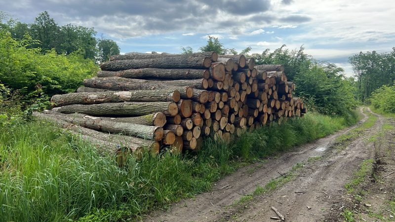 DREWNO DĘBOWE OKRĄGŁE W KORZE 