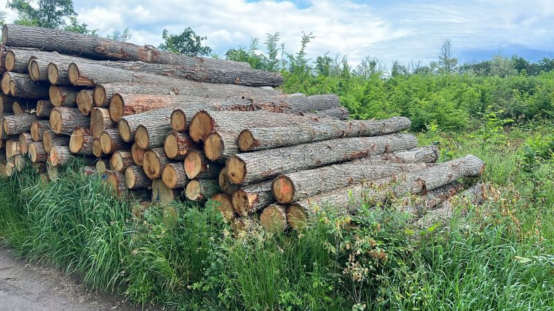 DREWNO DĘBOWE OKRĄGŁE W KORZE 