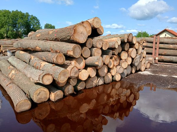 DREWNO DĘBOWE OKRĄGŁE W KORZE