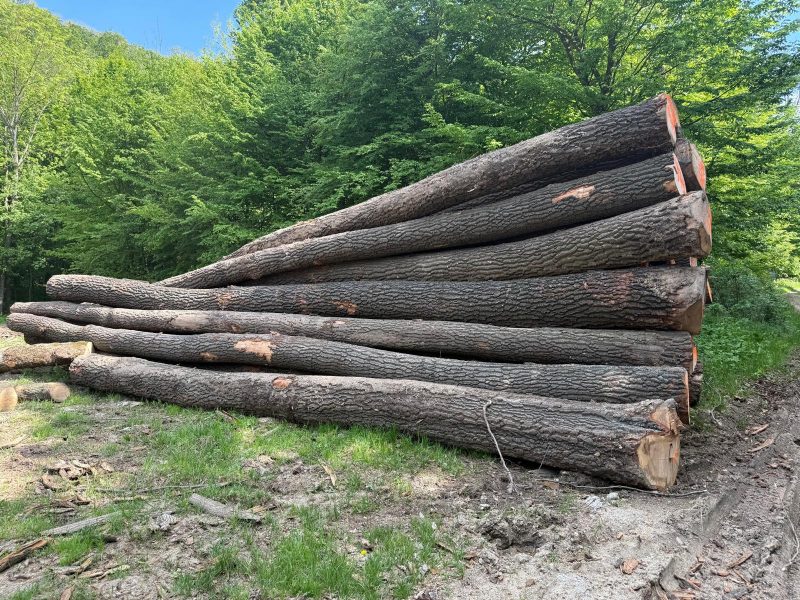 DREWNO DĘBOWE OKRĄGŁE W KORZE 