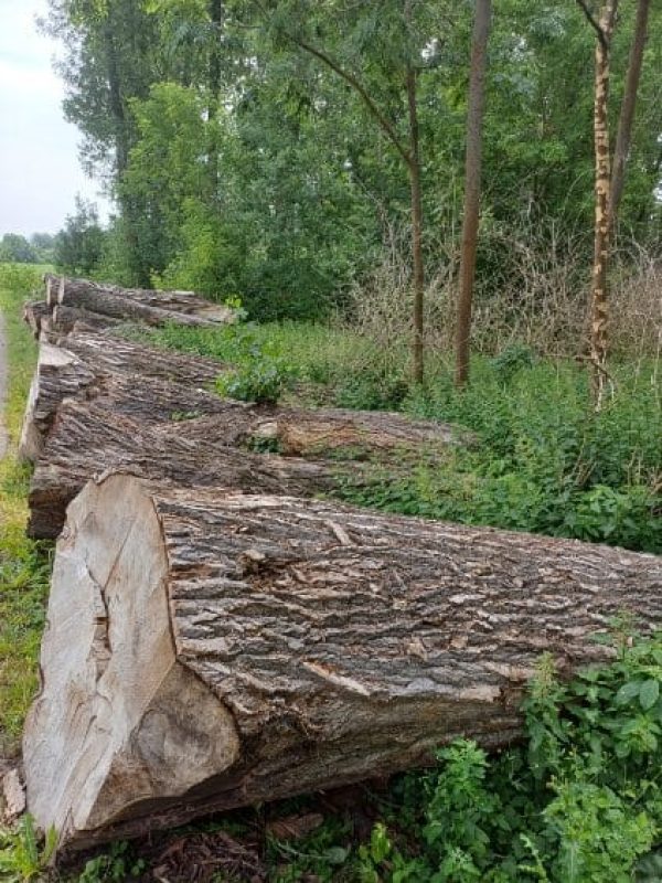 KŁODY TOPOLA