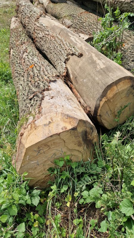 DREWNO DĘBOWE OKRĄGŁE W KORZE 