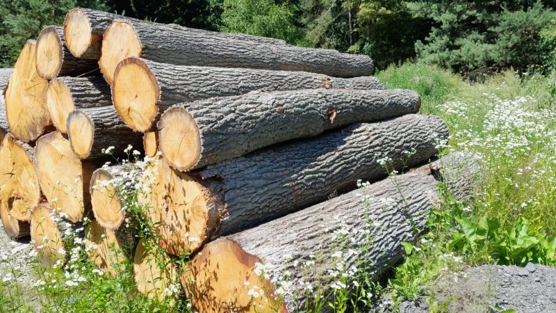 DREWNO DĘBOWE OKRĄGŁE W KORZE 