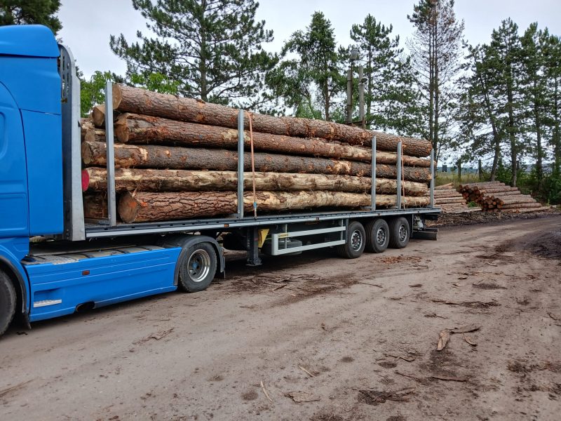 DREWNO SOSNOWE OKRĄGŁE W KORZE 