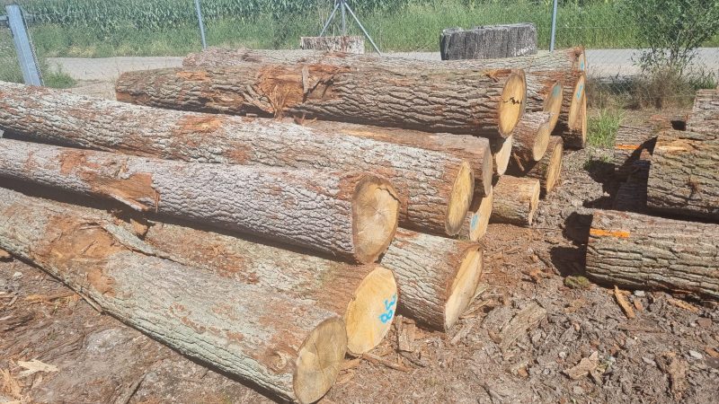 DREWNO DĘBOWE OKRĄGŁE W KORZE 