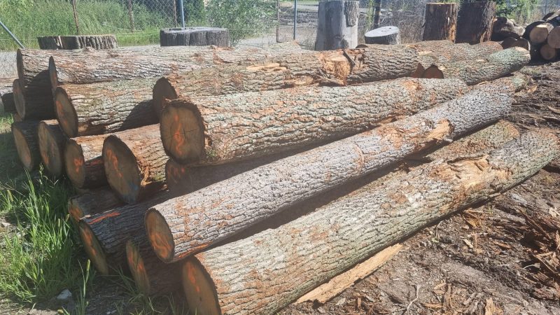 DREWNO DĘBOWE OKRĄGŁE W KORZE