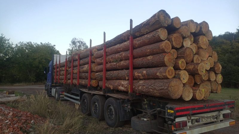 DREWNO SOSNOWE OKRĄGŁE W KORZE 