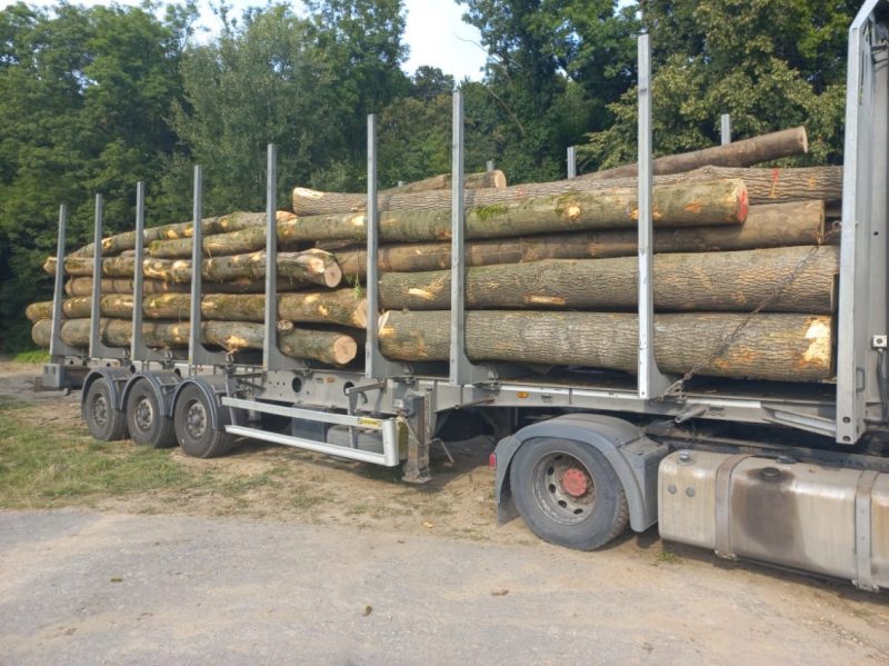 DREWNO JESIONOWE OKRĄGŁE W KORZE