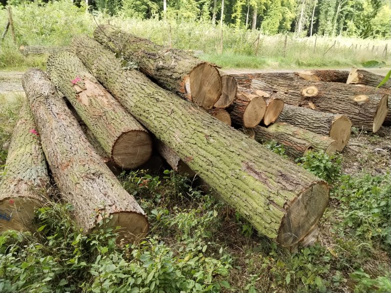 DREWNO DĘBOWE OKRĄGŁE W KORZE 