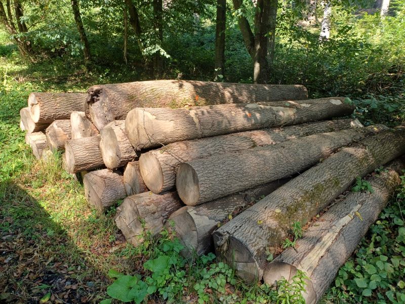 DREWNO JESIONOWE OKRĄGŁE W KORZE 