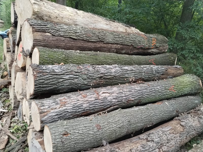 DREWNO DĘBOWE OKRĄGŁE W KORZE 