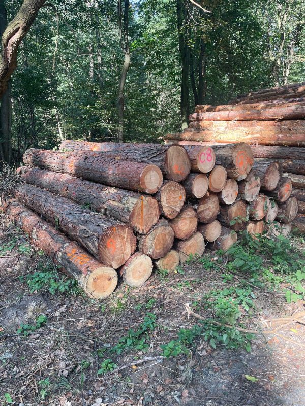 DREWNO SOSNOWE OKRĄGŁE W KORZE 