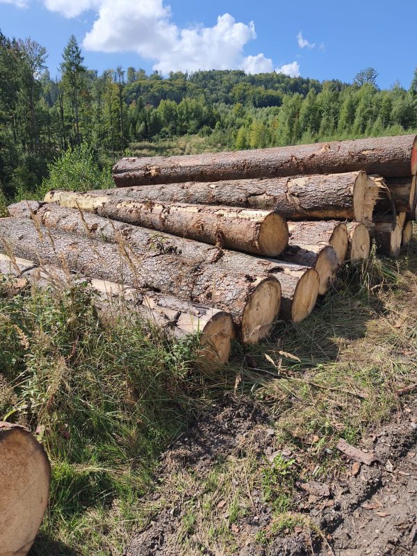 DREWNO ŚWIERKOWE OKRĄGŁE W KORZE 