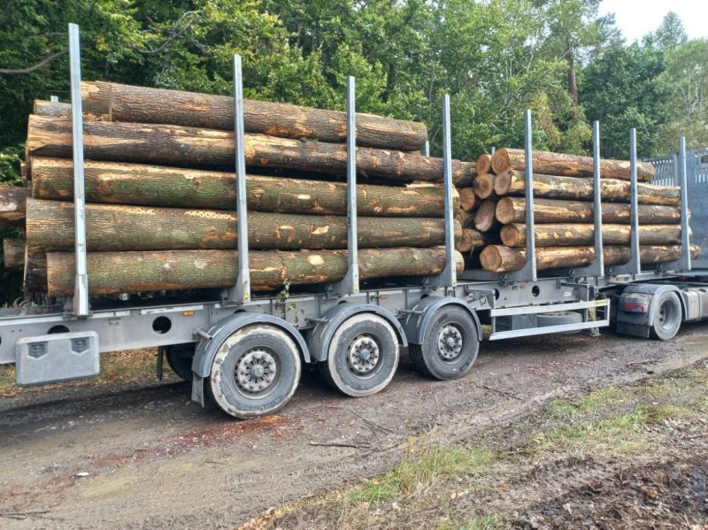 DREWNO JESIONOWE OKRĄGŁE W KORZE 