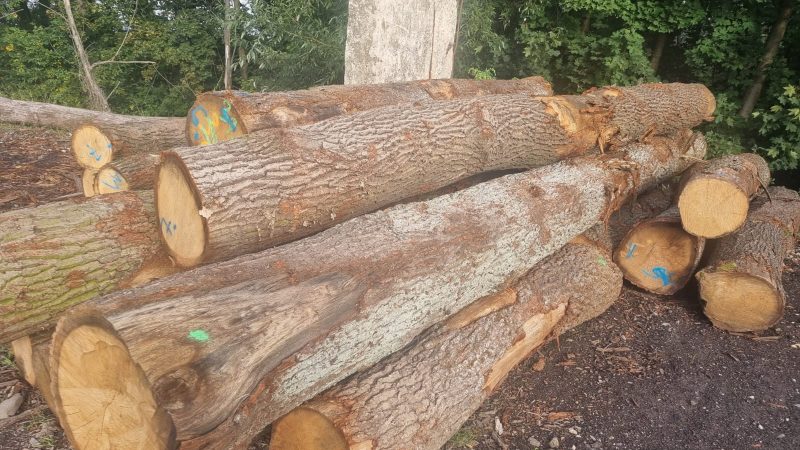 DREWNO DĘBOWE OKRĄGŁE W KORZE 