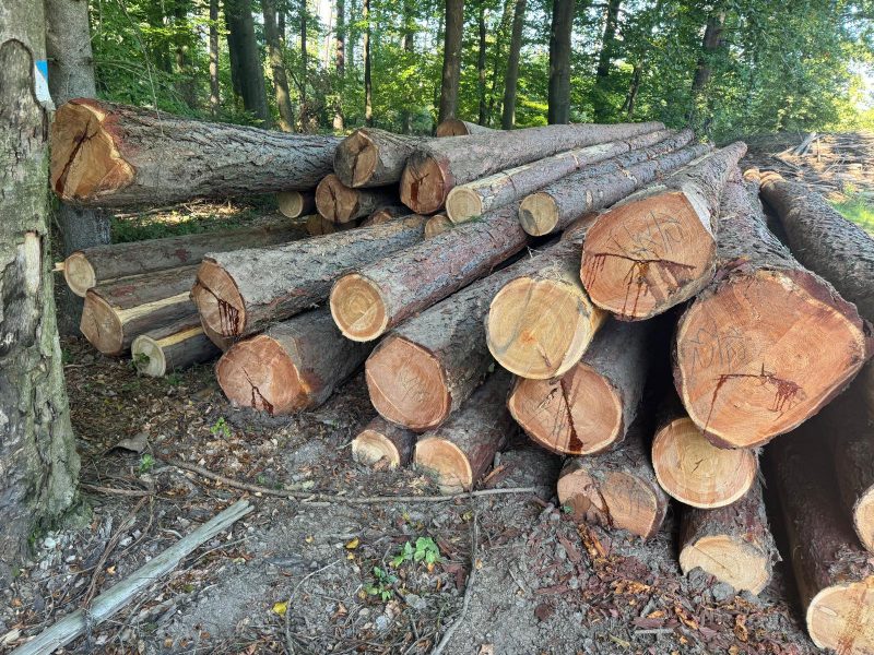 DREWNO MODRZEWIOWE OKRĄGŁE W KORZE