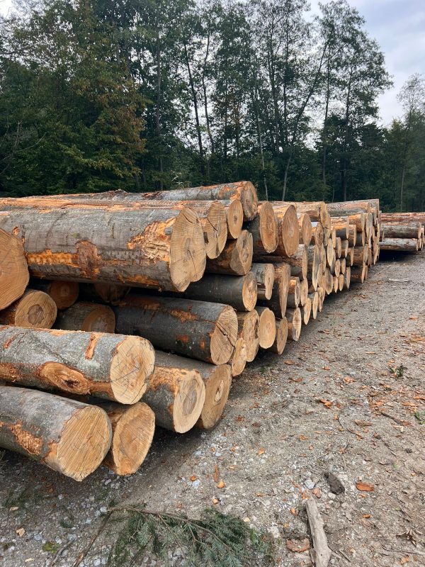 DREWNO BUKOWE OKRĄGŁE W KORZE