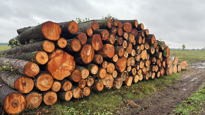 DREWNO OLCHOWE OKRĄGŁE W KORZE