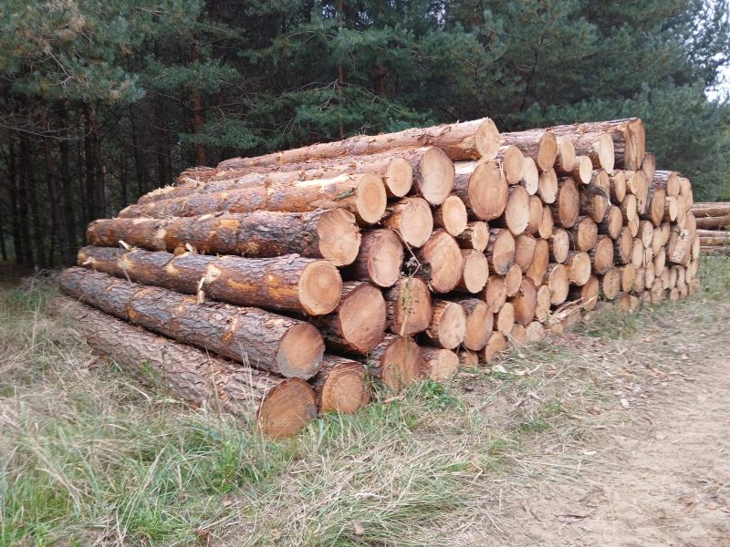 DREWNO SOSNOWE OKRĄGŁE W KORZE 