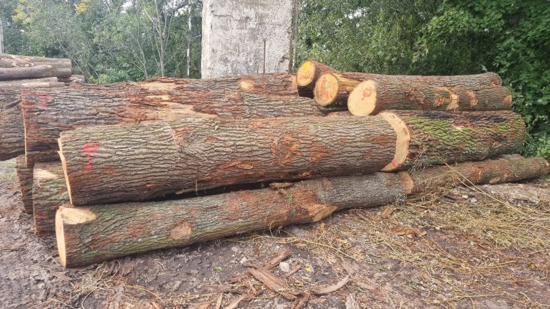 DREWNO DĘBOWE OKRĄGŁE W KORZE 