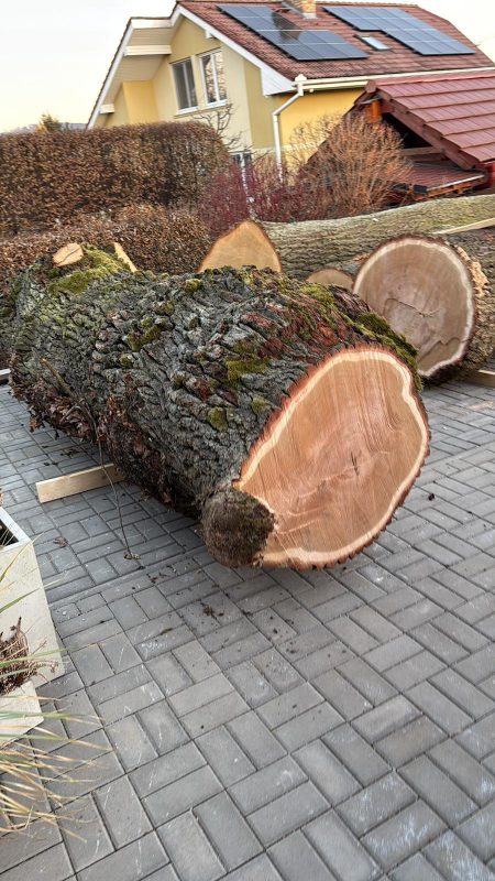 DREWNO DĘBOWE OKRĄGŁE W KORZE 