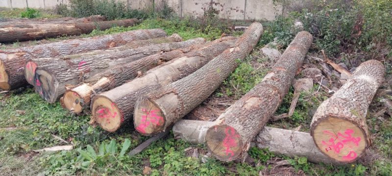 DREWNO DĘBOWE OKRĄGŁE W KORZE