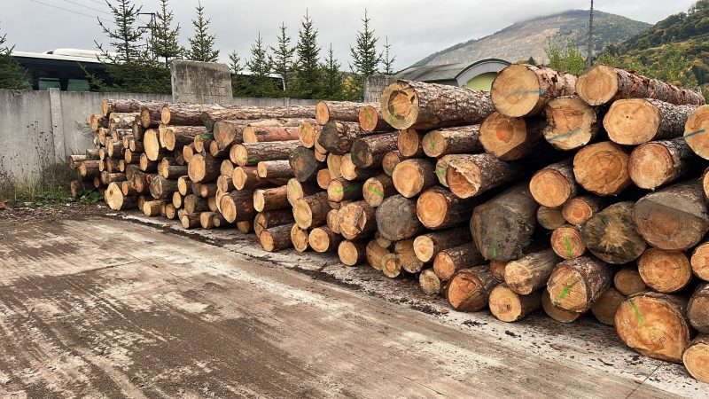 DREWNO SOSNOWE OKRĄGŁE W KORZE 