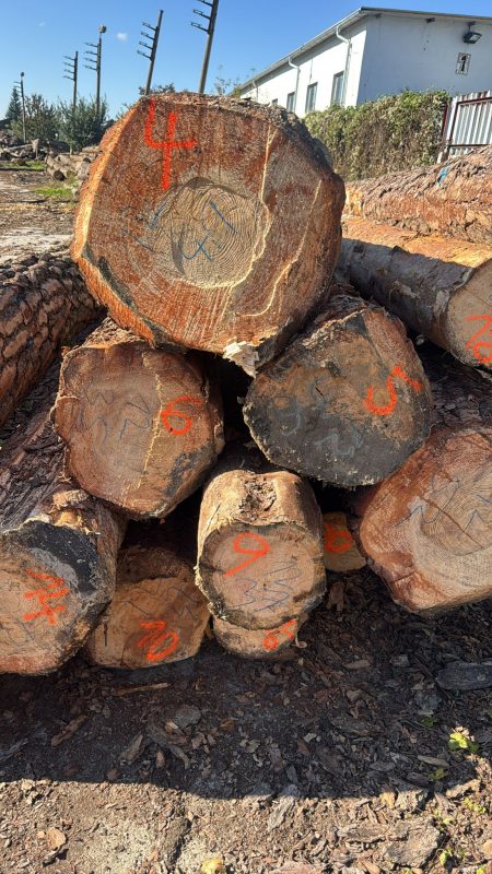 DREWNO SOSNOWE OKRĄGŁE W KORZE 