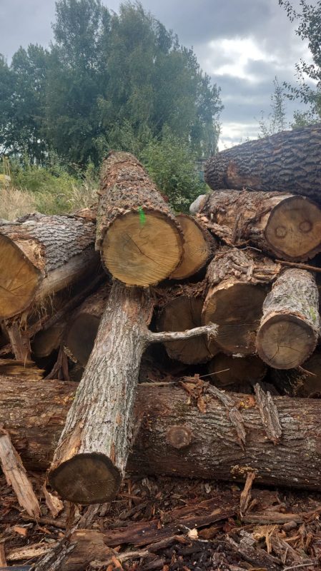 DREWNO DĘBOWE OKRĄGŁE W KORZE 