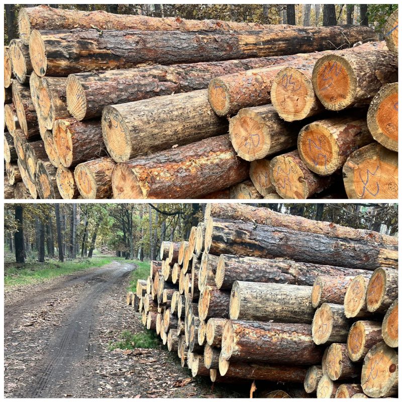 DREWNO SOSNOWE OKRĄGŁE W KORZE 