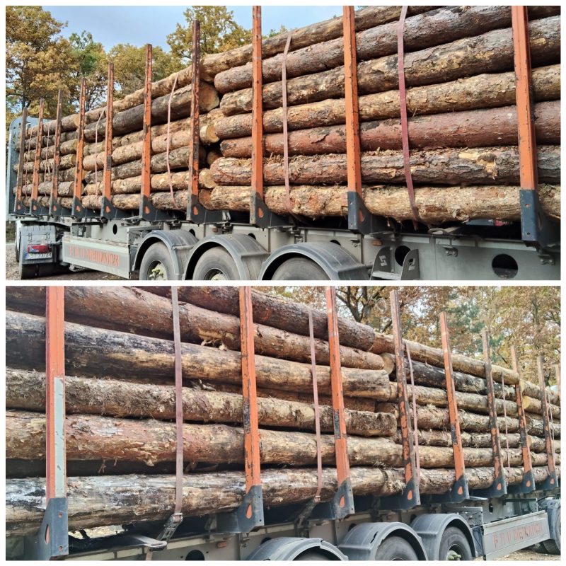 DREWNO SOSNOWE OKRĄGŁE W KORZE 