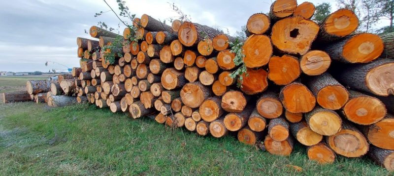 DREWNO OLCHOWE OKRĄGŁE W KORZE