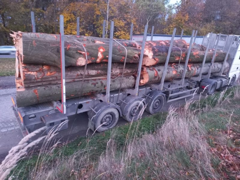 DREWNO BUKOWE OKRĄGŁE W KORZE 