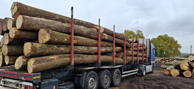 DREWNO JESIONOWE OKRĄGŁE W KORZE 