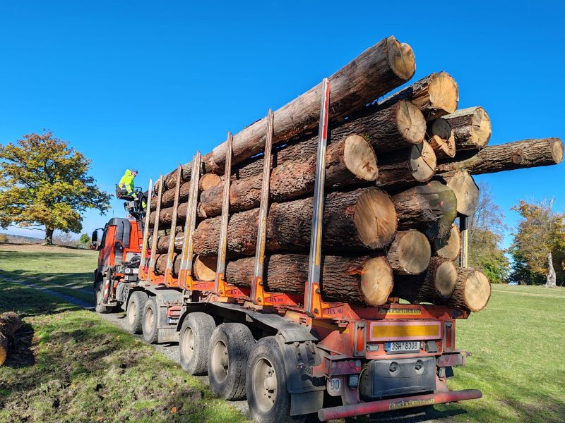 DREWNO DĘBOWE OKRĄGŁE W KORZE 