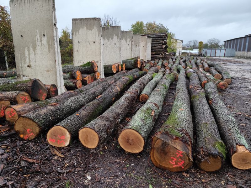 DREWNO DĘBOWE OKRĄGŁE W KORZE 