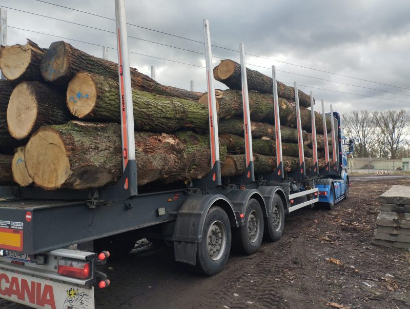 DREWNO DĘBOWE OKRĄGŁE W KORZE